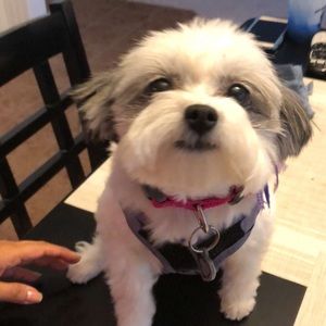 Meet your Posher, Abby